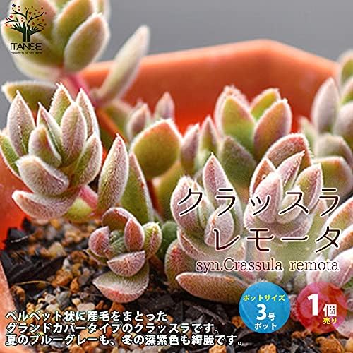 Amazon Co Jp クラッスラ レモータ3号ポット苗 1個売り 品種で選べる多肉植物 グランドカバー苗 1個売り 学名 Crassula Subaphylla Syn Crassula Remota ベンケイソウ科クラッスラ属 多肉植物 生育タイプ 春秋型 原産地 南アフリカ ベルベット状に産毛をまとっ