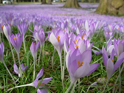 Image of IMP. Saffron | Crocus Excellent Quality Flower Bulbs for Attractive Aromatic Flowers Home Outdoor Gardening Plants Flowering Bulbs (pack of 12, Tommasinianus)