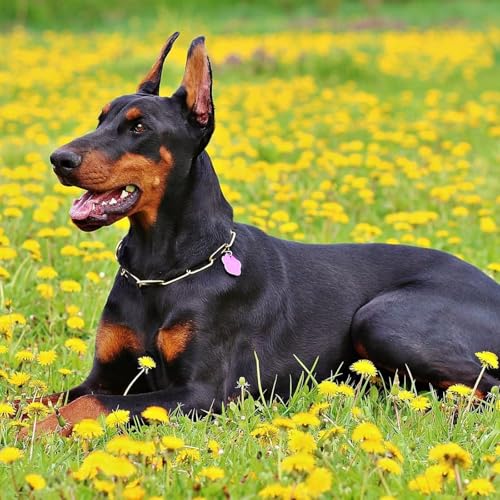 『Stylish Steps: The Modern Dog Walking Podcast』のカバーアート