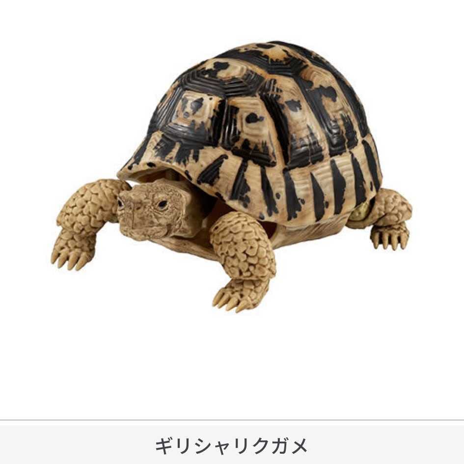 Amazon.co.jp: いきもの大図鑑 かめ01 第1弾 全4種類 インドホシガメ