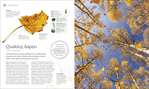 The Tree Book: The Stories, Science, and History of Trees - Image 8
