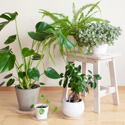 Youeon YOU-CLEARPLANTSAUCERS-4SIZE-24P 24 Pack Clear Plant Saucers thumb #6