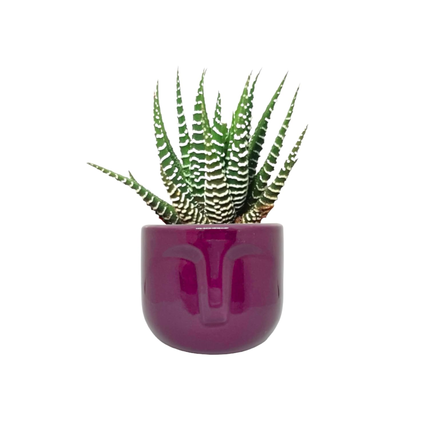 See full amazon price history chart for DV Decor Ceramic Square Human Face Sculptures Flower Pot | Decorative Vase Pots for Home, Office Office Indoor & Outdoor Decor (Purple) DV Decor Ceramic Square Human Face Sculptures Flower Pot | Decorative Vase Pots for Home, Office Office Indoor & Outdoor Decor (Purple) (B0CZK1X2D4) Amazon Price History, Amazon Price Tracker