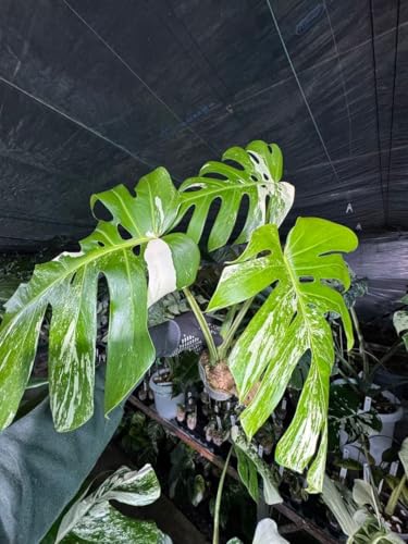 モンステラ ホワイトタイガー」の人気商品一覧 | 安い商品を通販サイト