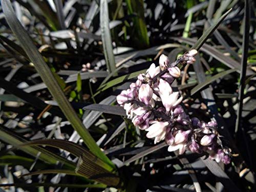 Schlangenbart Schwarzblättriger 6 Stück Ophiopogonpla planiscapus Niger T9x9 topfgewachsen Gräser Cover