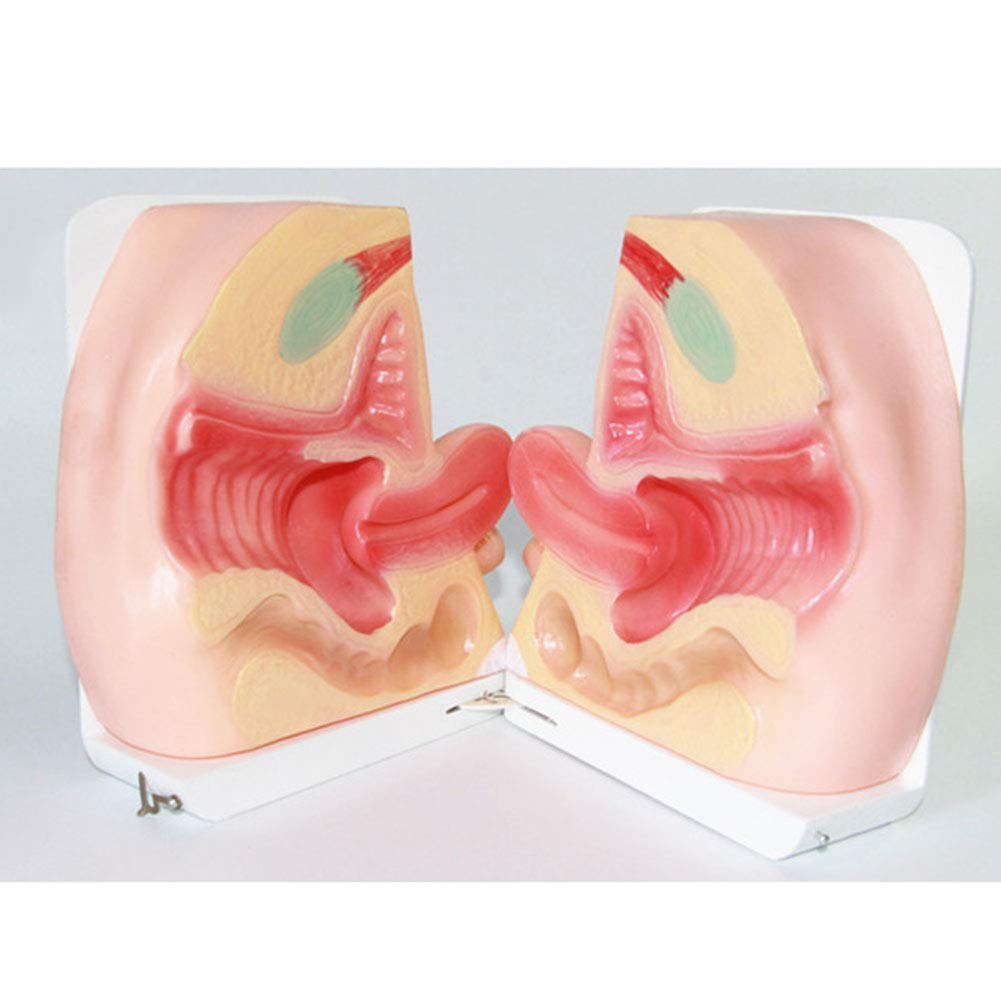 Modello di Allenamento di contraccezione Femminile - Modello di Modello di Assistente Medico - Modello di ginecologia Medica - in Vendita Modello di Studio didattico