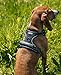 lionto Hundegeschirr gepolstert aus weichem Nylon, Größe M, reflektierendes Anti Zug Geschirr für Hunde mit 2 Ringen & 4 Einstellgurten, Zwei Klickverschlüsse & gummierter Griff am Rücken, schwarz