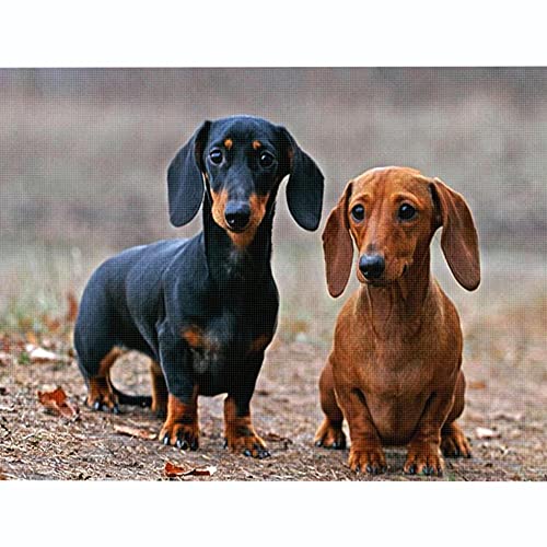 Cross Stitch Kits Beginner Adult Kids Stamped Cross Stitch Kits with Pattern Funny Dachshund DIY 11 ct Pre-Printed Fabric Embroidery Crafts Needlework Kits Arts Decor Gift -16×20inch