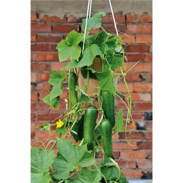 Profi F1-Gurkenpflanzen (2er Set) Exklusive Gourmet-Sorten zur Auswahl Maximale Resistenz & Höchstertrag Kräftige Jungpflanzen im 11cm Topf (Party-Time Minigurke)
