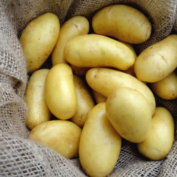 First Early Seed Potatoes Jazzy Good for Salad,Mashing and Boiling,X10 Tubers for Planting