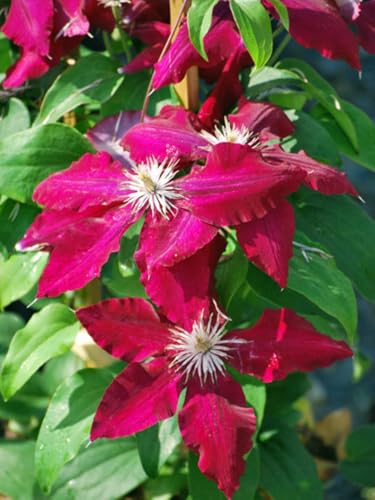 Perennial Farm Marketplace (Clematis Hybrid Rebecca) (Clematis Hybrid Rebecca) Vine, 4 Quart, Velvety Red Flowers Perennial Farm Marketplace (Clematis Hybrid Rebecca) (Clematis Hybrid Rebecca) Vine, 4 Quart, Velvety Red Flowers