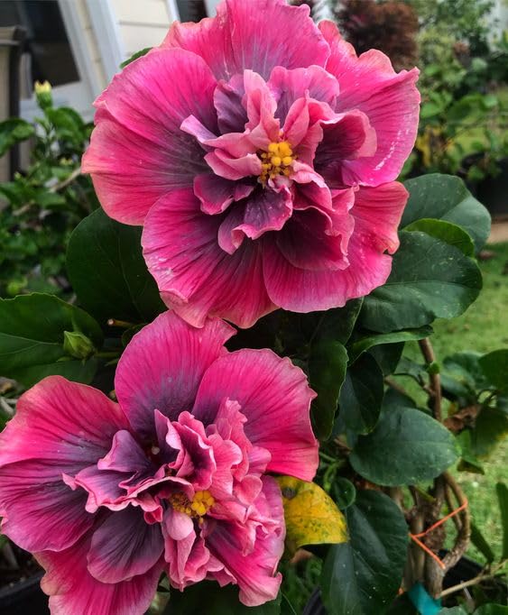 BeGrin Taiwan Red Hibiscus Grafted Live Plant Rose Mallow Multi Colour Bi colour Double Colour Joba Flower Live Plant Chinese Hibiscus China Rose Shoeblack Plant Bloom in 1 month Code=TTT0076 (B0D5P4WV6L) Amazon Price History, Amazon Price Tracker