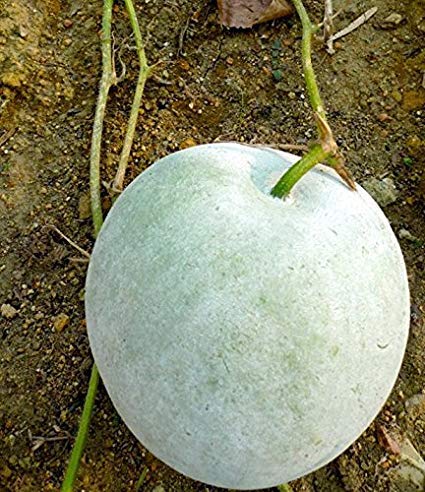 Arlo Ash Gourd vegetable seeds (round shaped fruit) 20 Seeds (B07G5JXF1N) Amazon Price History, Amazon Price Tracker