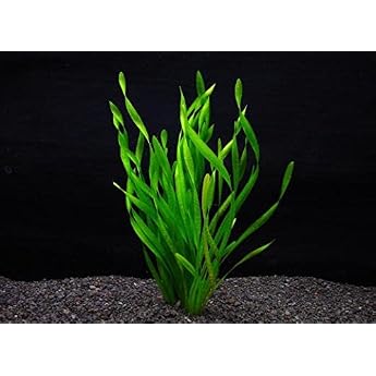 Ii Water Plant Market Screws/Barisoneria 5 Pieces, Made in Japan, Pesticide-free, Harmless Insects, Beautiful and Durable, Perfect for Medalas