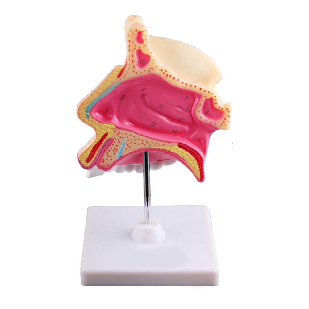 YNIYUJKL Human Anatomical Model Human L Cavity Anatomy Modelenlarged Nose Structure Model For Medical Education Teaching Aidmedi