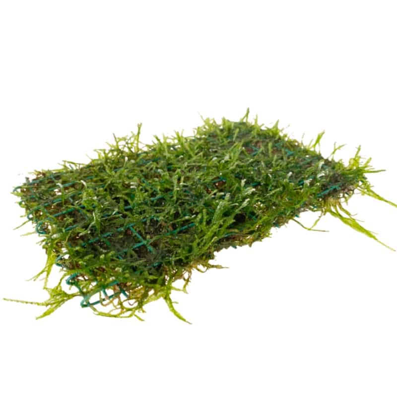 Java Moss On Pad - 15x10cm