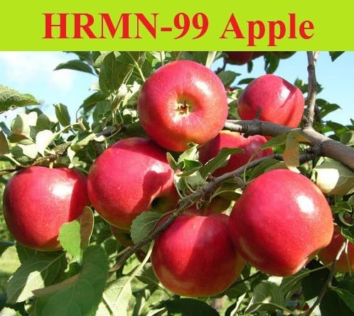 Baishnab Apple PlantHRMN-99 Apple live Plant (Hybrid, Pack of 1)