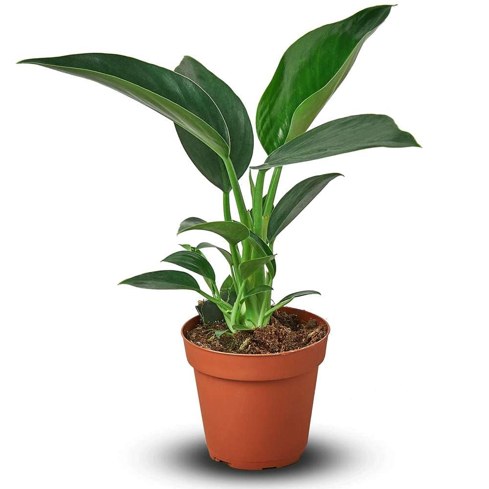 Thirsty Leaves Philodendron Congo Green