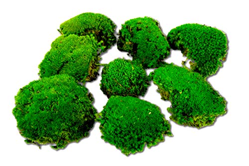 Moos sferico conservato per immagini di muschio