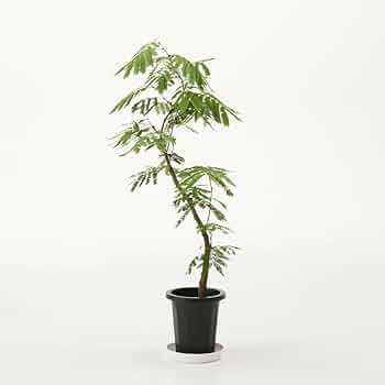 エバーフレッシュ 146cm 8号 S-shaped エバーフレッシュ 146cm 8号 S-shaped エバーフレッシュ 146cm 8号 S