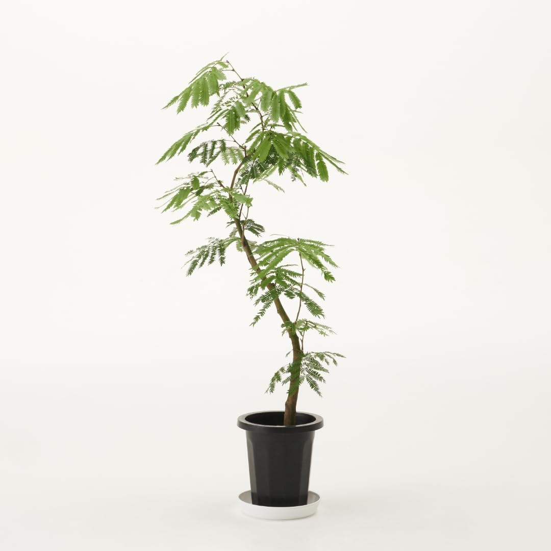 Amazon｜観葉植物 エバーフレッシュ 大型 7号 8号 10号