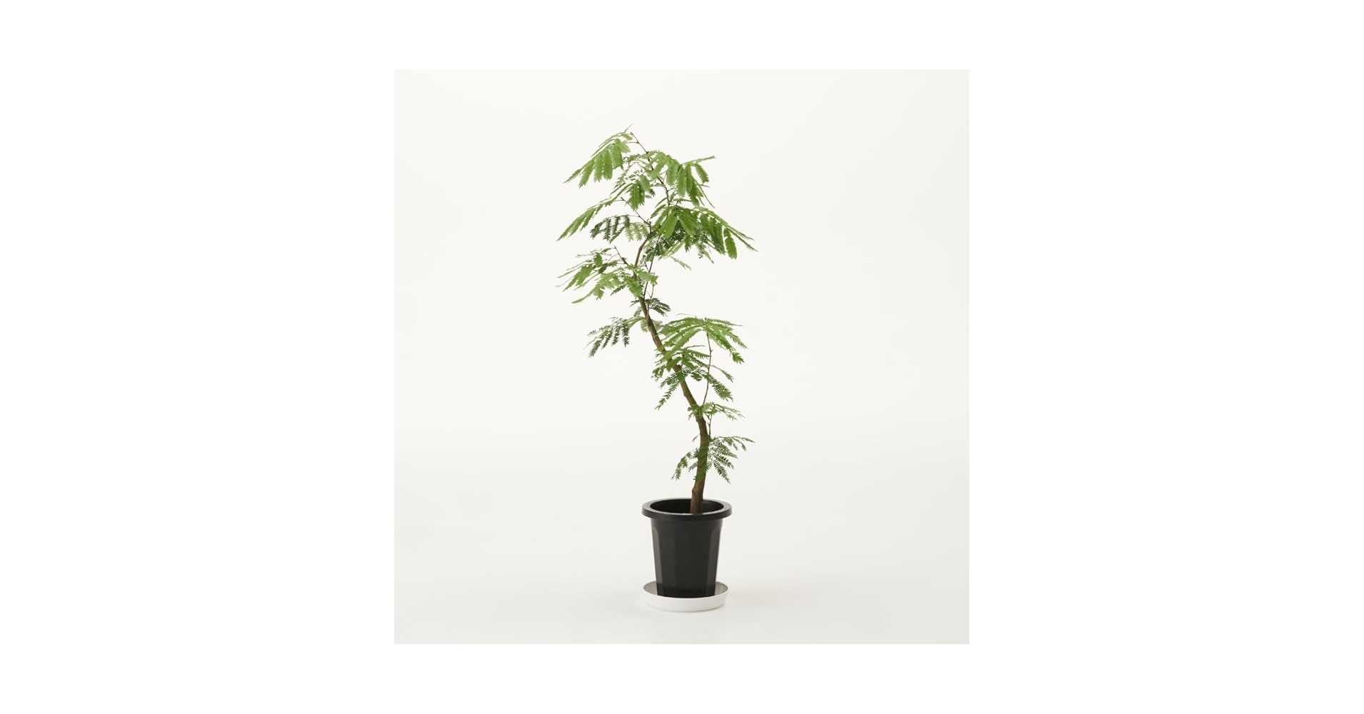 エバーフレッシュ　リビングサイズ‼️ no12　高さ130ｃｍ　７号 Amazon｜観葉植物 エバーフレッシュ 大型 7号 8号 10号