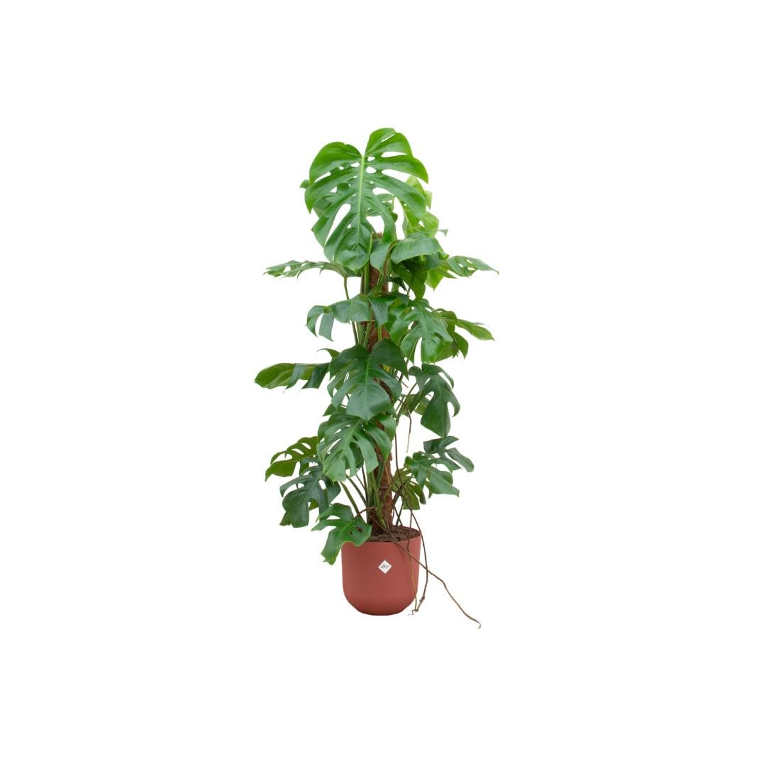 Kombi Deal - Monstera Pertusum XL inkl. Elho Vibes Fold Round Ø30 pink - 120 cm