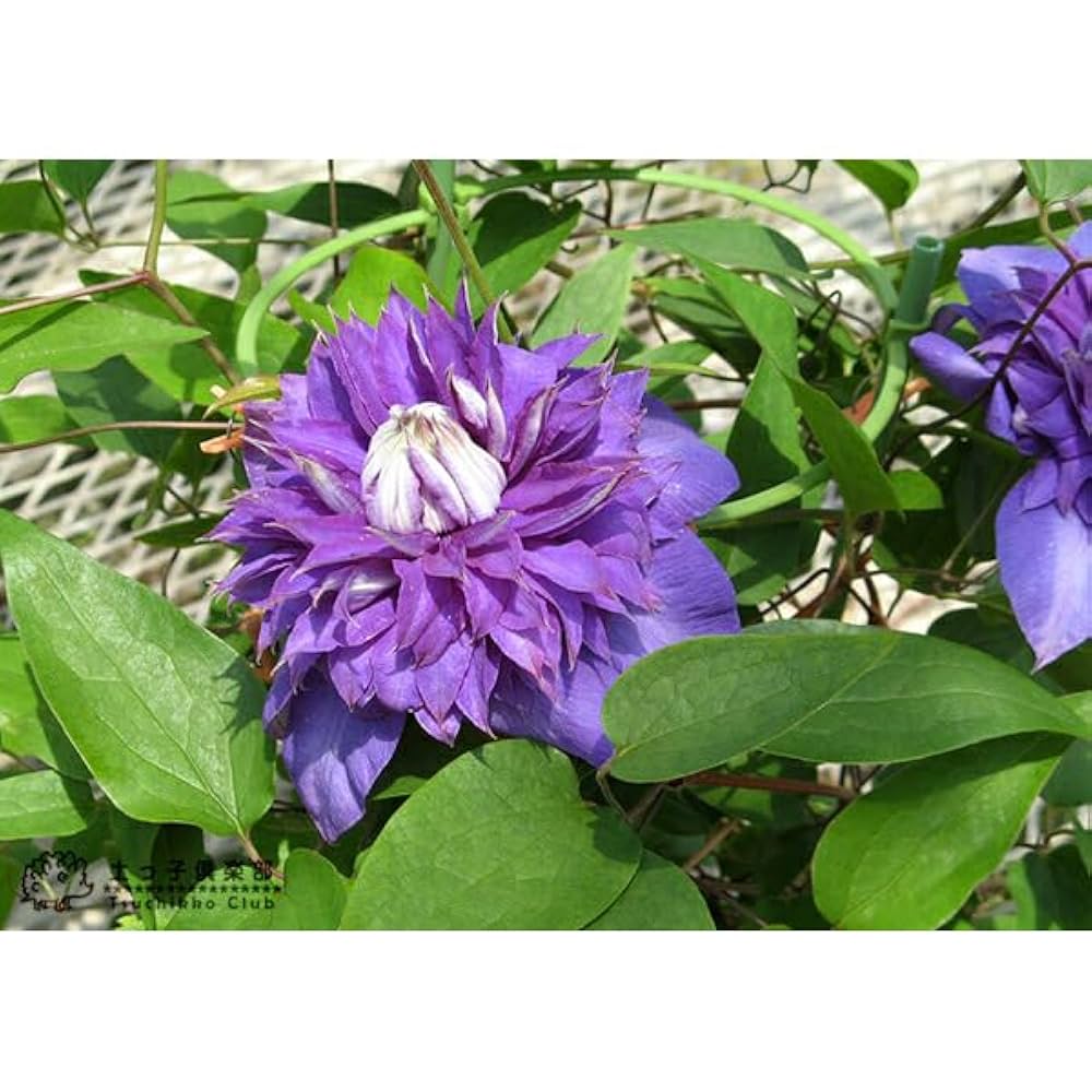 クレマチス！　クリンスイ クレマチス・クリオネ| 種・苗・ガーデニング用品の【タキイ