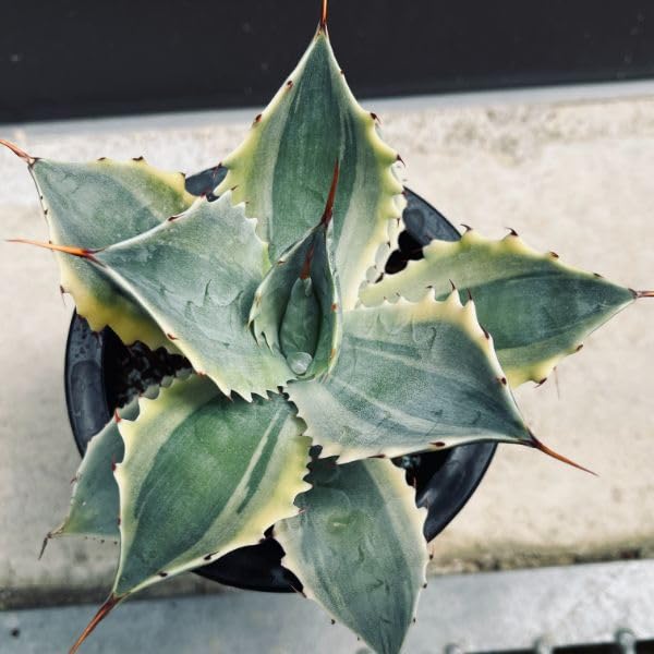 Amazon｜多肉植物：アガベ 怒雷神錦 ベルシャフェルティ*幅15cm