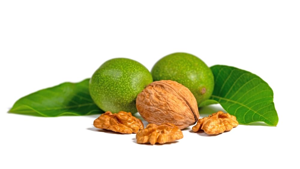 Walnut Tree, 'Juglans Regia', 1 x Plant in a 10 Litre Pot, 100-120cm Height, Nut Tree, Walnut, Garden Ready and Ready to Plant, Premium Quality Trees