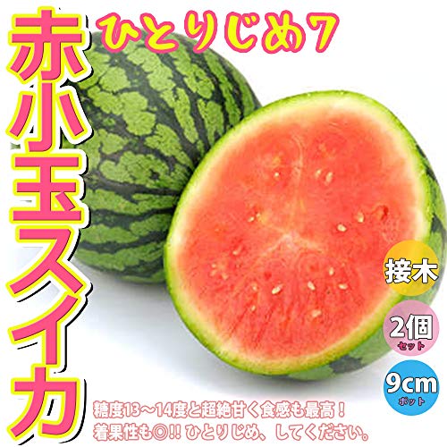 スイカの収穫時期newsまとめ Livewell Tokyo