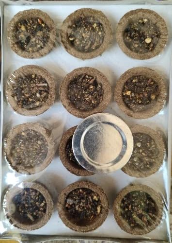 Ayushmita Cow Gugal Cup | Natural Loban Dhoop Cups Made with Cow Dung and Herbs | Coal-Free | Long-Lasting Purity | (Pack of 12)-image-25