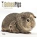 Guinea Pigs 2016 Small Wall Calendar