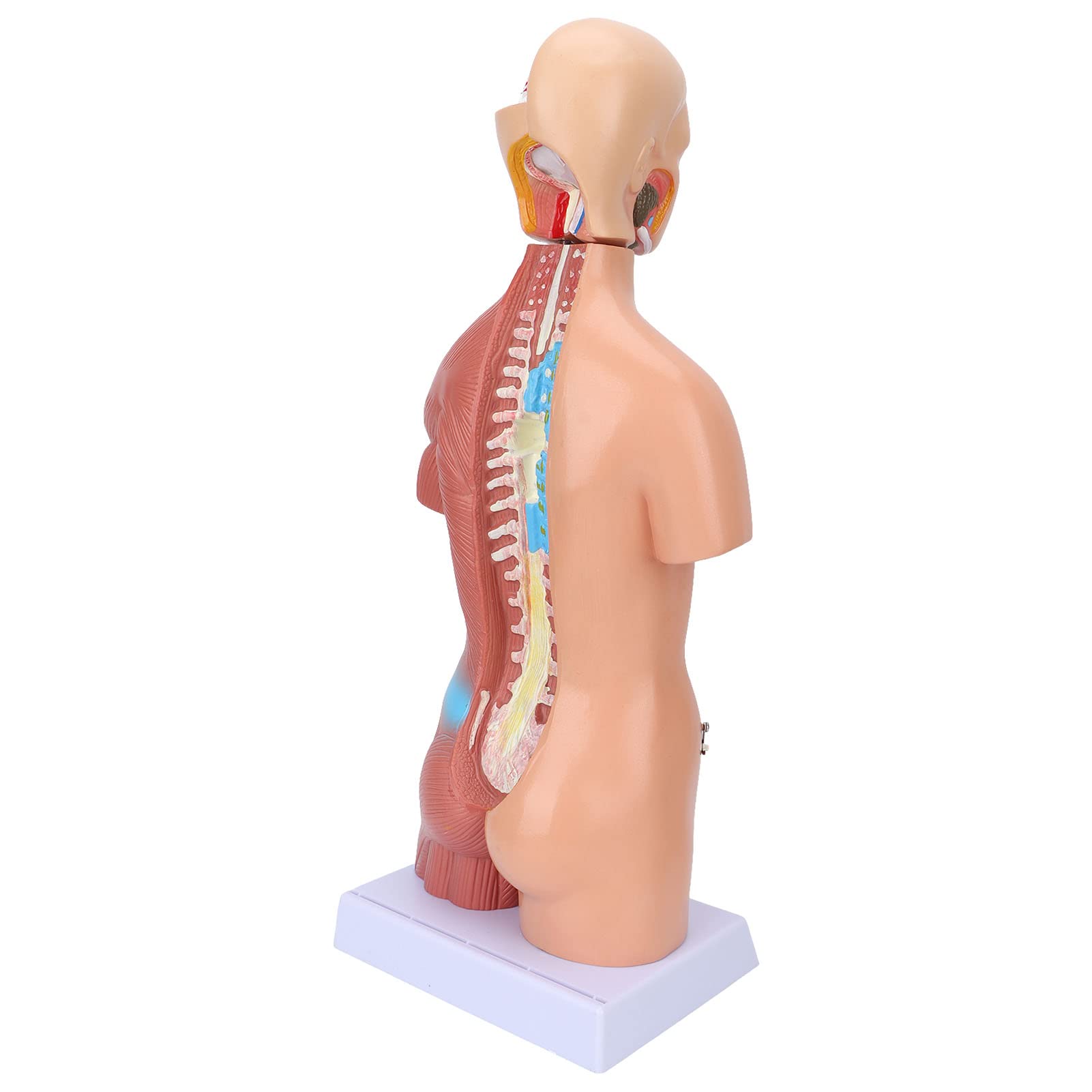 Fabater Modello di Torso Umano con Organi Rimovibili, Modello di Anatomia Corporea Didattica 17,7 Pollici per Strumento di Apprendimento dell'Anatomia Cerebrale dell'ospedale Scolastico