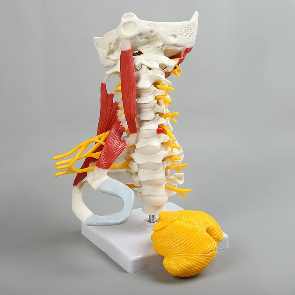 YNIYUJKL Human Advanced Neck Spine Model For Teaching Anatomy - Cervical Spine Model, Carotid Artery Model, With Brain Stem, Muscles, Chest - Anatomical Model