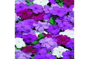 Impatiens Flowers Seed - Blues Mix