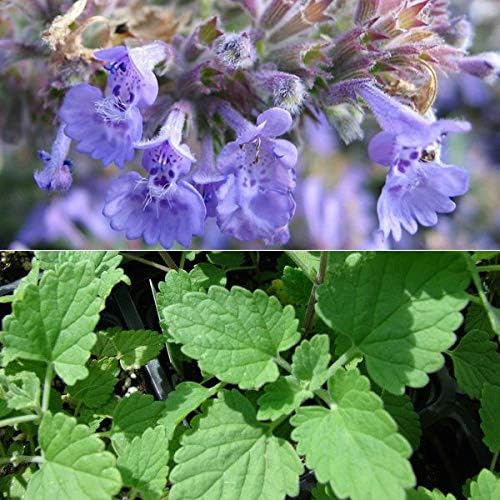 Miniatura 8 de Seeds4planting - Semillas Catmint (hierba gatera Catwort) Hierbas perennes sin OMG