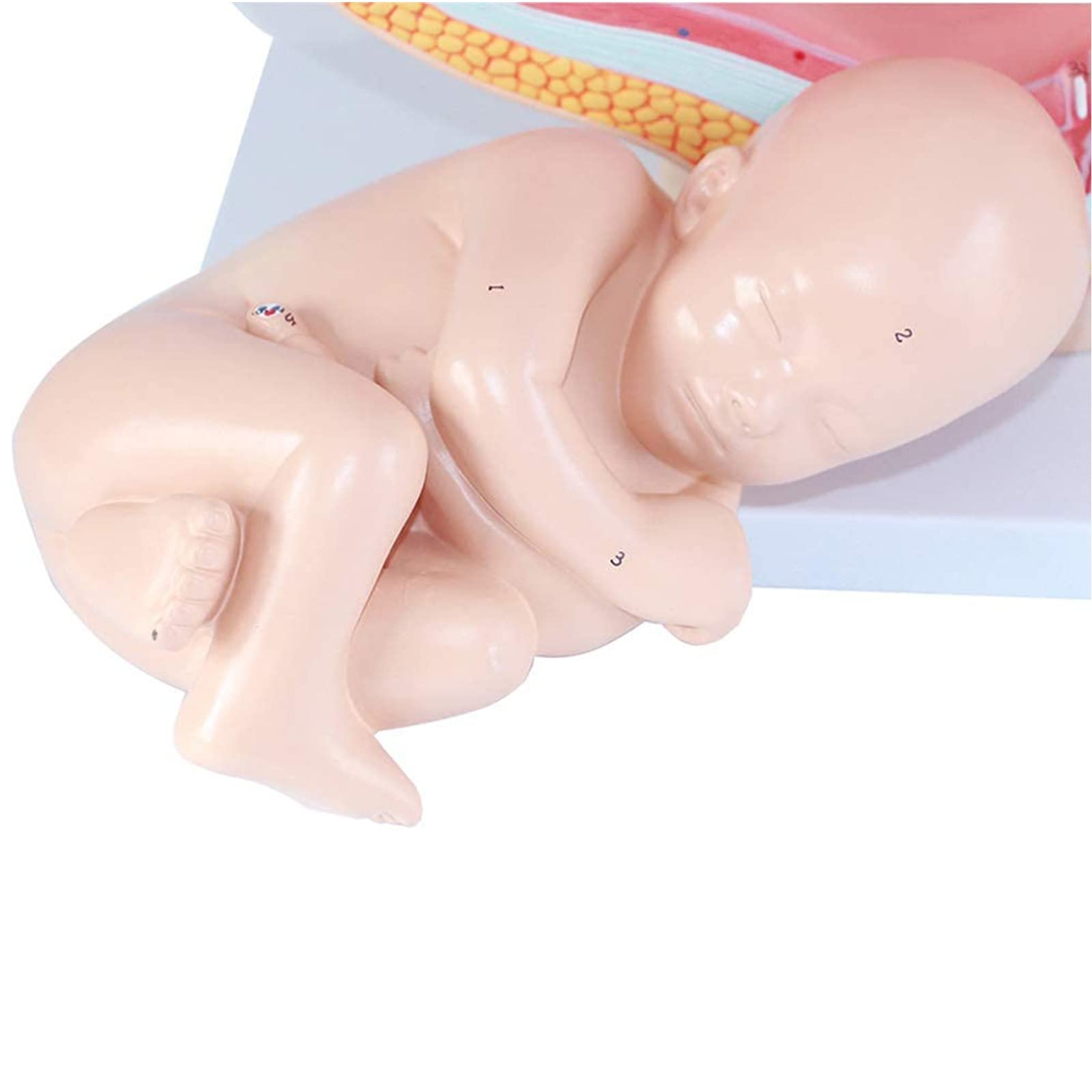 Medizinisches anatomisches schwangeres menschliches weibliches...