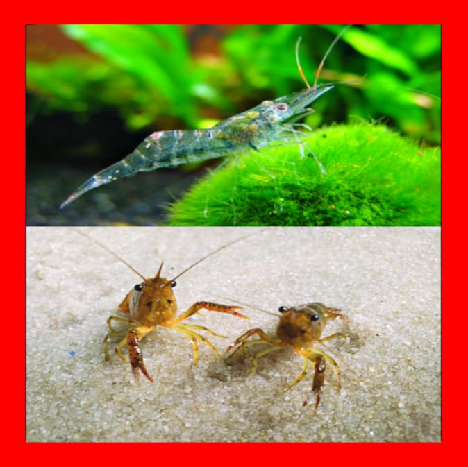Ghost Shrimp & Crayfish Combo