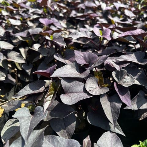 Best Nursery Set of 3 - Ipomea Sweet Potato Vine in 3 Inch Plant Nursery bag-picture-19