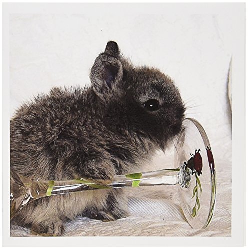 Cartes de vœux lapin et vin 3dRose | Lot de 6 formats 6x6 cm pour messages personnalisés