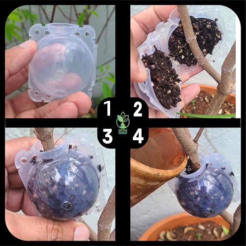 Image of Little Forest - 2 Inch & 3 Inch Combo Plastic Rooting Ball, Plant Rooting Propagation Ball, Faster Root Growth, 100% Virgin Plastic, Reusable, Selflocking (Transparent - 2 Inch /5pcs, 3 Inch /5pcs)