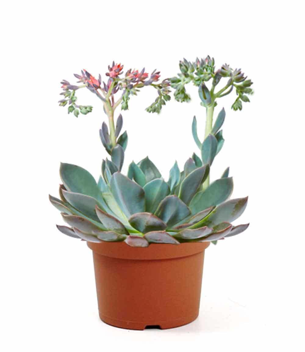 BALDUR Garten Echeveria 'Blue Prince', 1 Pflanze, Sukkulente blhende  Zimmerpflanze Zimmerpflanze, mehrjhrig - frostfrei halten, pflegeleicht,  Wasserbedarf gering : Amazon.de: Garten