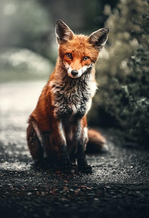 Roadside Fox - Puzzle de madera de 2000 piezas - Puzzle resistente y ajustado, incluye póster