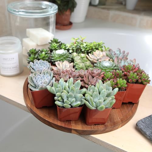 20 Live Succulent Plants Pack - Under $1 Each, Only $19.33