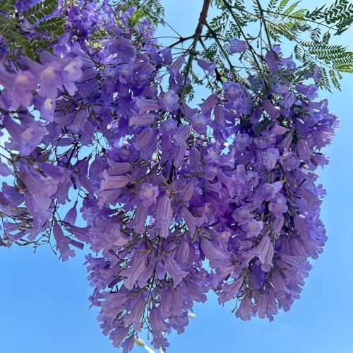 semillas de jacarandá semillas, jacarandá balcón, perennes resistentes exóticas resistentes 25pcs