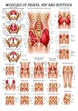 Muscles of Buttock, Hip and Pelvis Laminated Anatomy Chart 