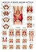 Muscles of Buttock, Hip and Pelvis Laminated Anatomy Chart