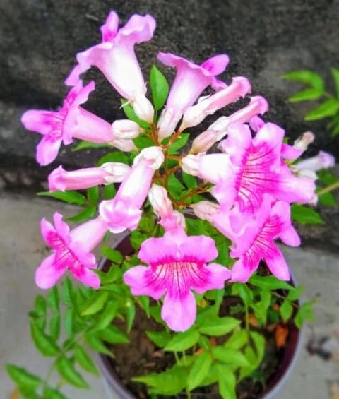 ASTHA Tecoma Pink Live Plant/Cape Honeysuckle,Trumpet Flower Live Plant (B0CVNB84ZF) Amazon Price History, Amazon Price Tracker