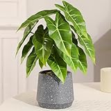 Dimensioni del prodotto: ogni set include una pianta artificiale in un vaso, con un'altezza di circa 33 cm e un vaso fondo grigio di 11 cm x 12 cm, decorato con alcune pietre finte nel vaso